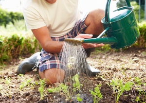 Regras para cuidar de plantas anuais