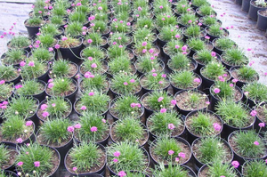 Armeria trắng