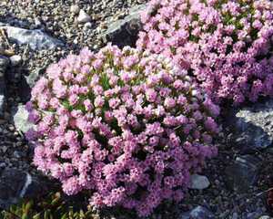 Warunki hodowli Armeria