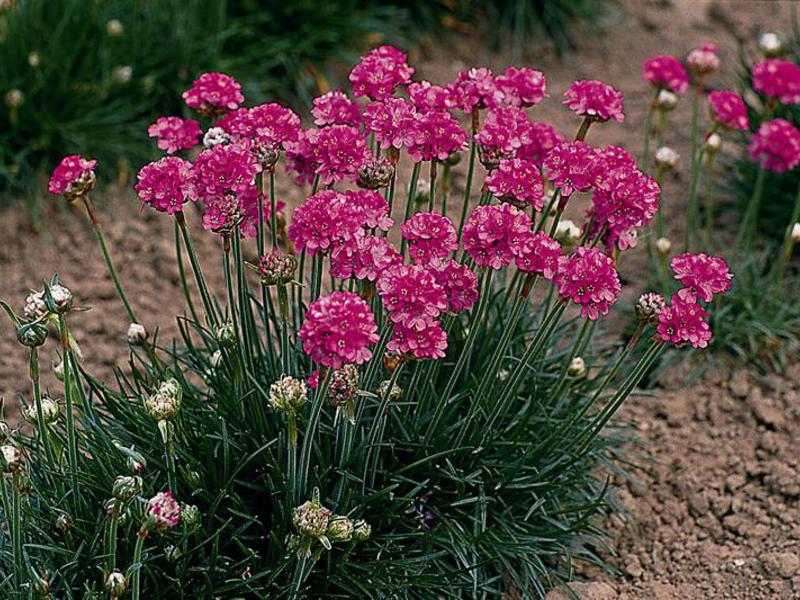 Flor da armeria