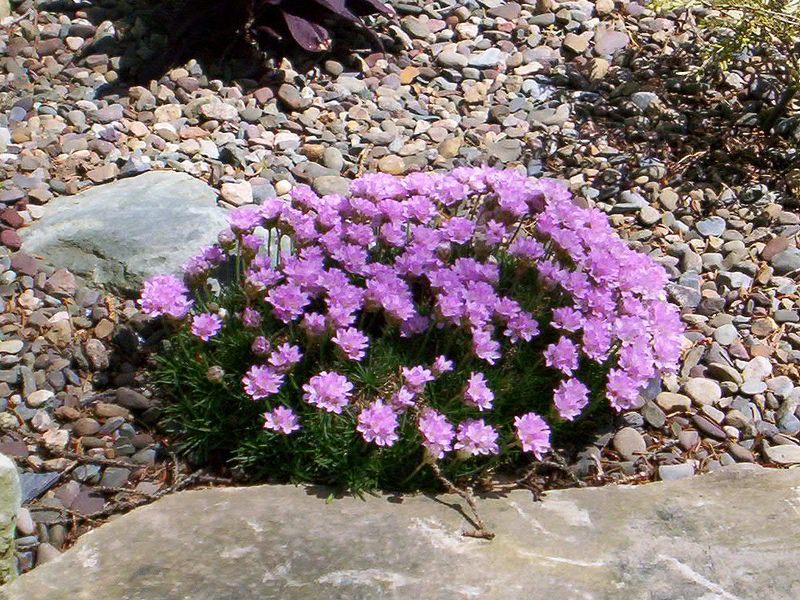 Armeria cvatu