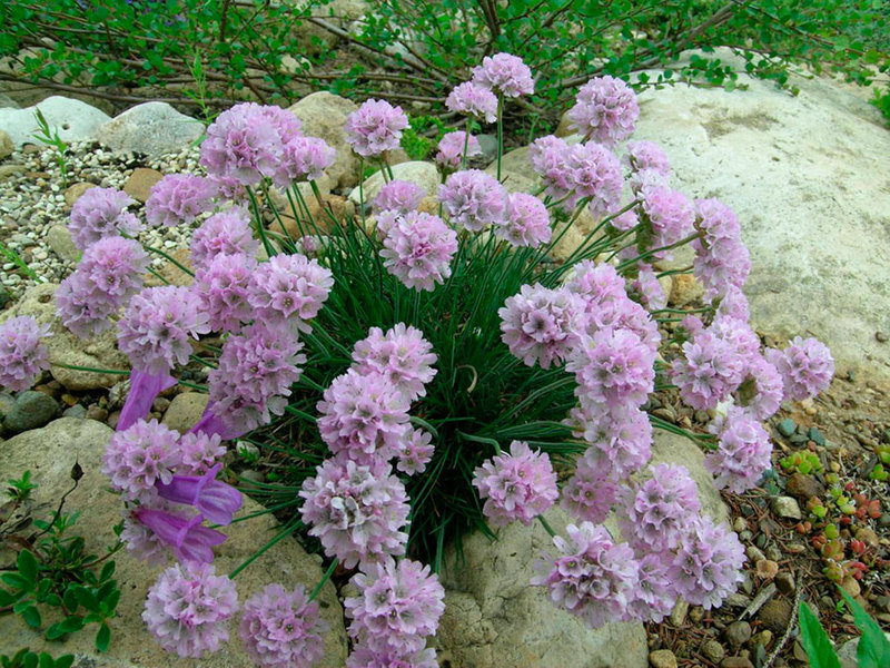 Armeria زراعة ورعاية وتخصيب.