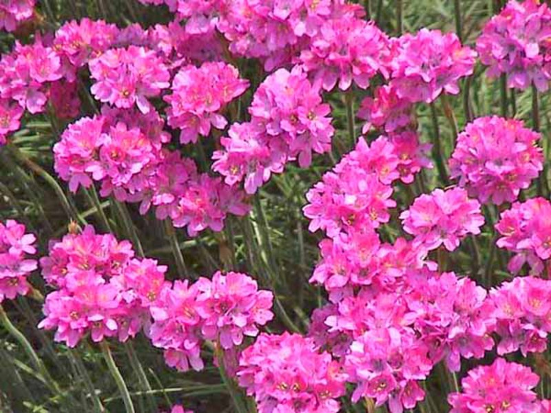 Trồng cây Armeria