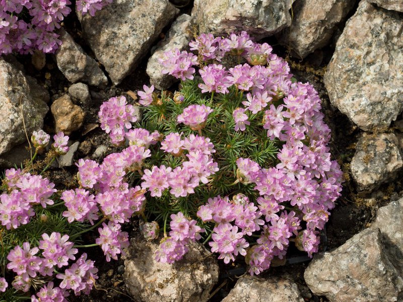 Feuilles étroites d'Armeria