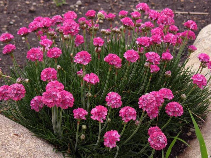 Armeria mọc ở đâu