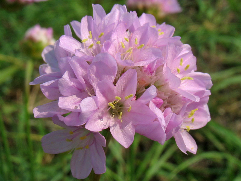 Armeria en fleurs