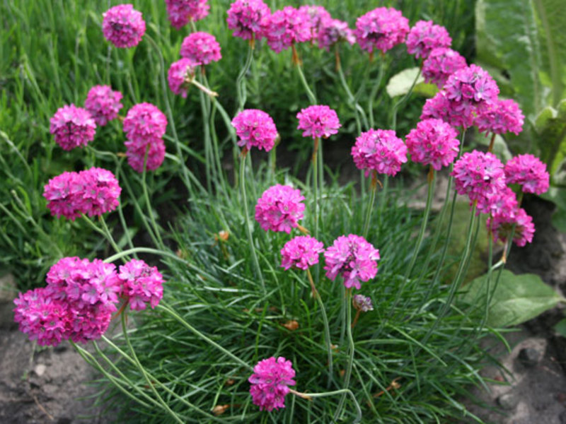 Feuilles étroites d'Armeria