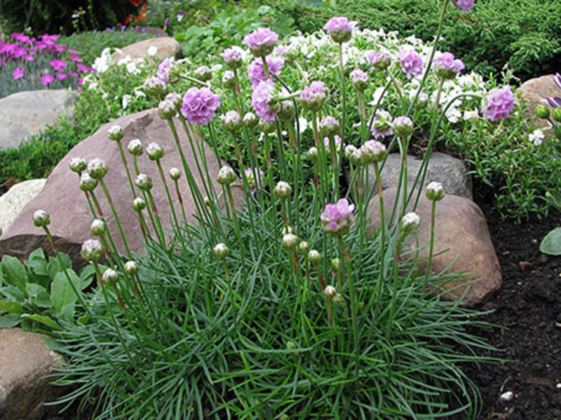 Armeria weiß