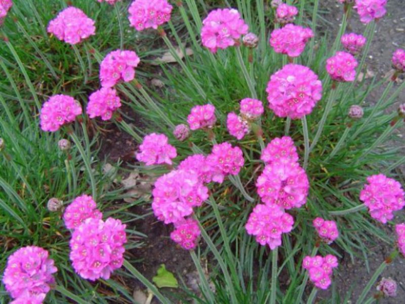 Armeria phát triển như thế nào