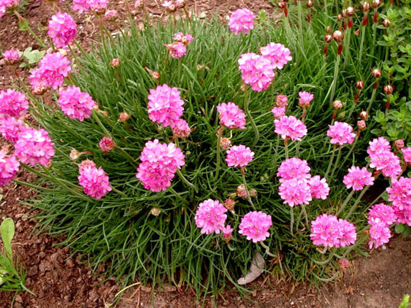 Armeria Blumenbeschreibung