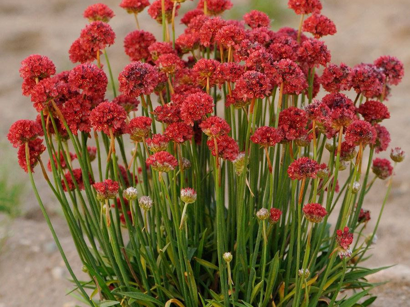 Armeria شاطئ البحر