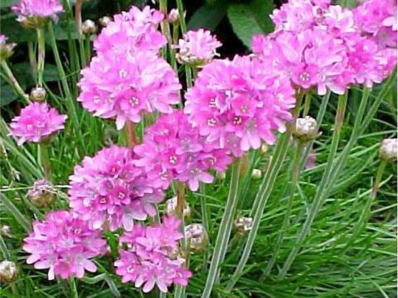 Comment faire pousser une armeria