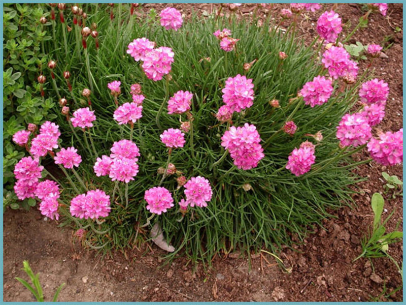 Plantation, entretien et fertilisation de l'Armeria.