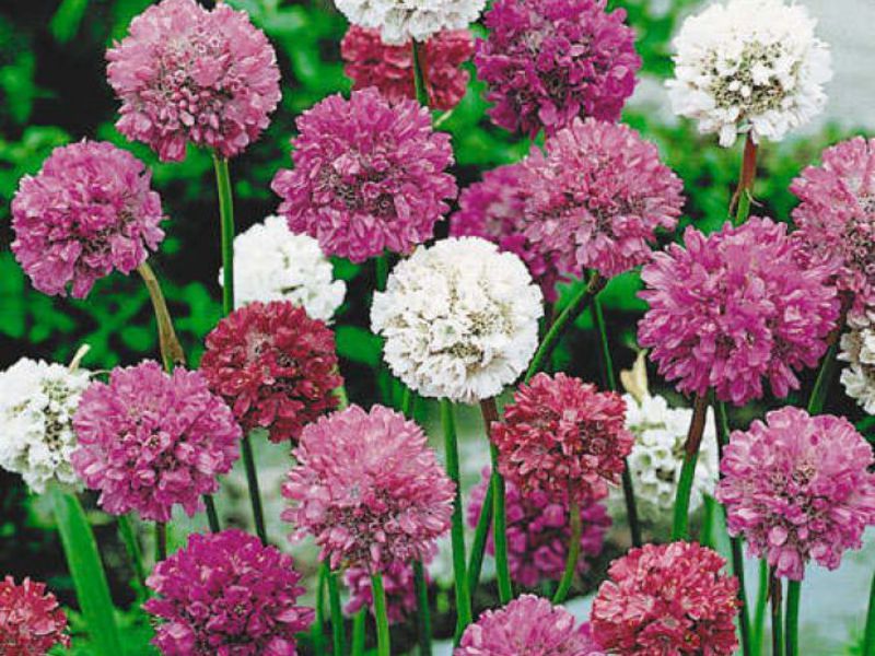 Planter une armeria en pleine terre