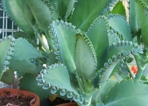 Θεραπεία Kalanchoe