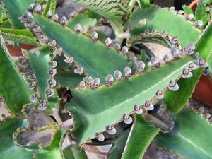 Waarom de Kalanchoë-plant nuttig is