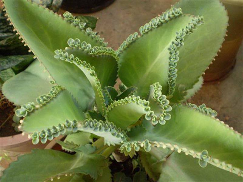 Planta Kalanchoe