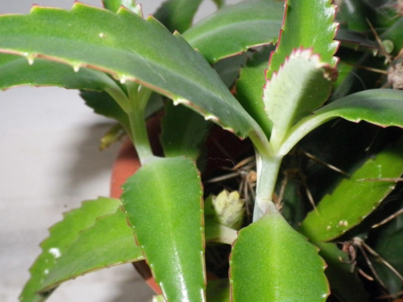 Kalanchoe - en slekt av saftige planter