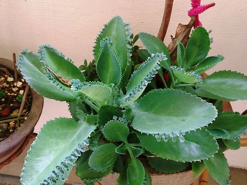 Flor Kalanchoe