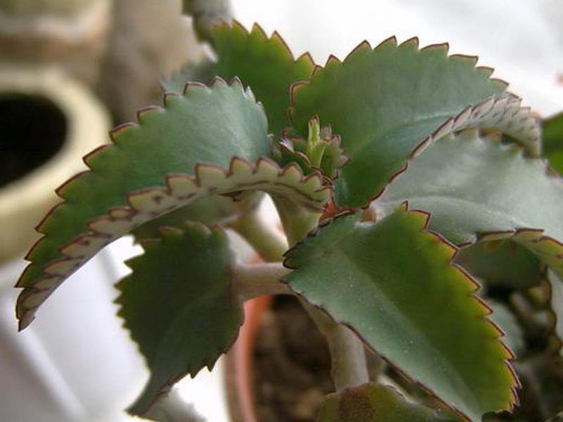 Kalanchoe có những đặc tính nào?