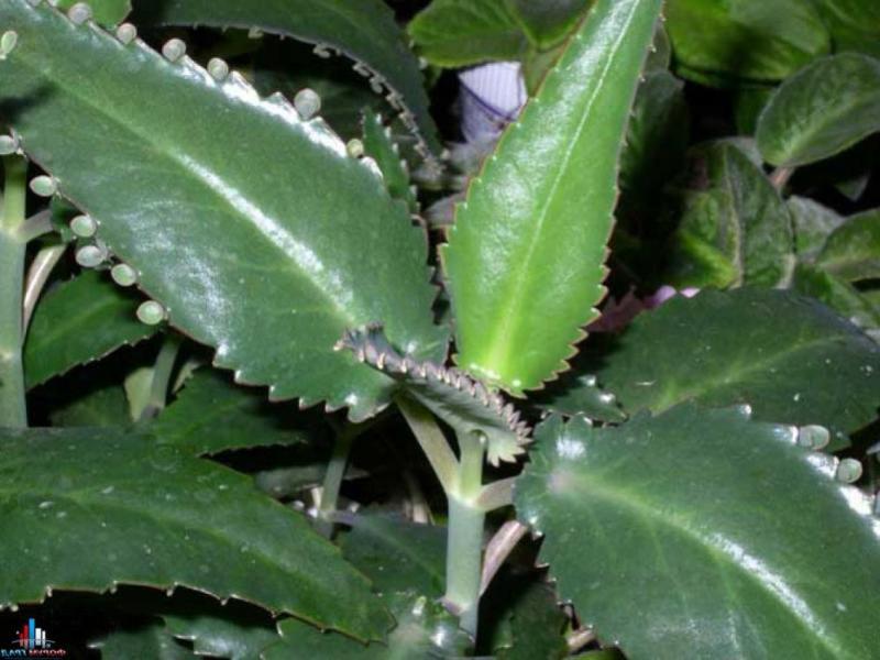 Com s’aplica la flor casolana de Kalanchoe