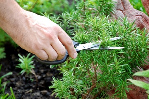 Sådan plantes og dyrkes razmarin