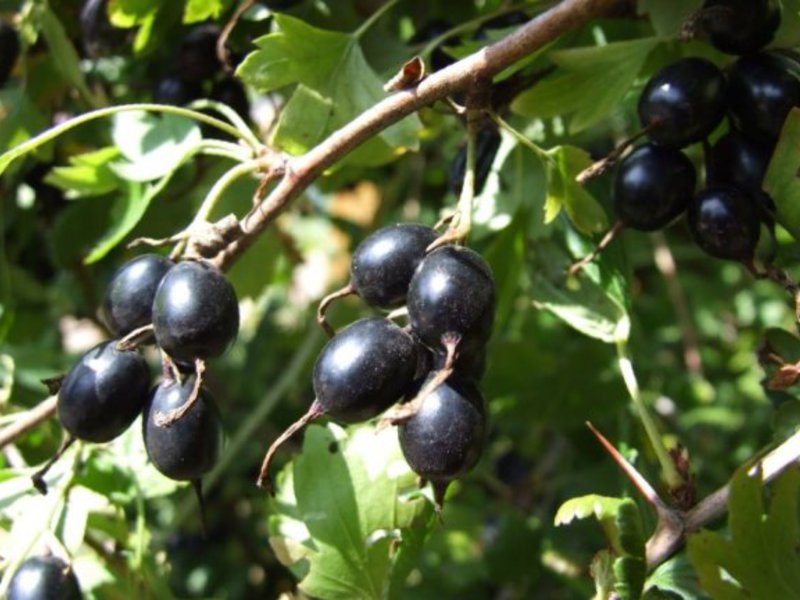 Eine Mischung aus schwarzen Johannisbeeren und Stachelbeeren.