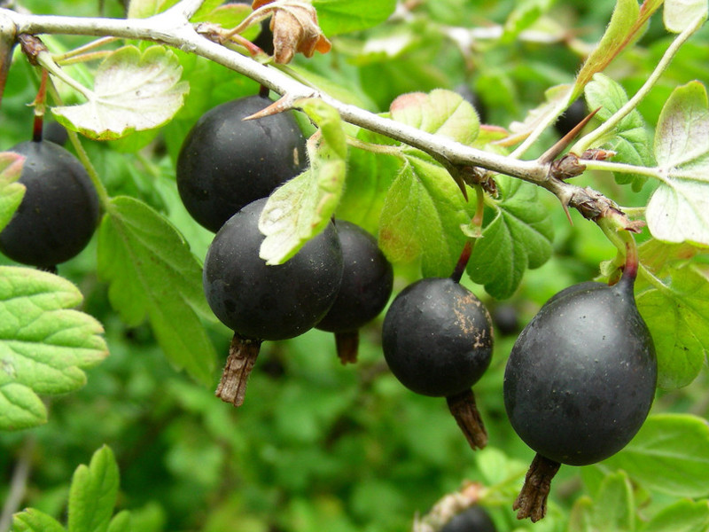 Eine Mischung aus schwarzen Johannisbeeren und Stachelbeeren.