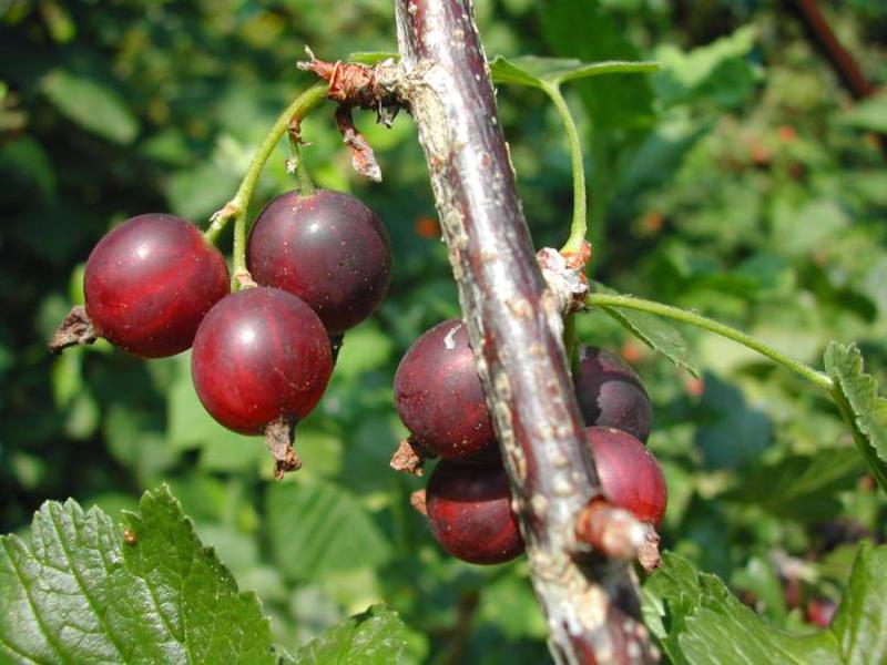 Cultivando um arbusto yoshta