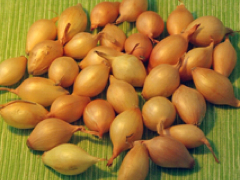 Variedad de cebolla