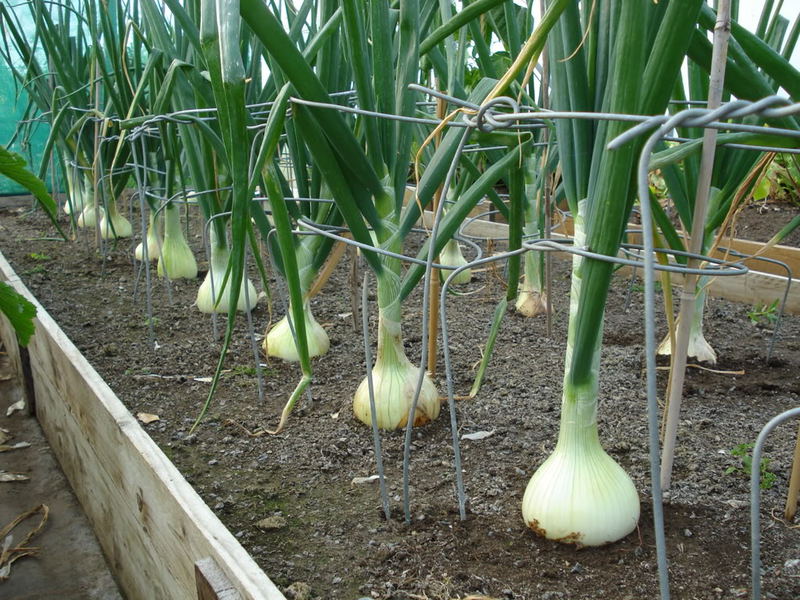 Piantare e prendersi cura delle cipolle