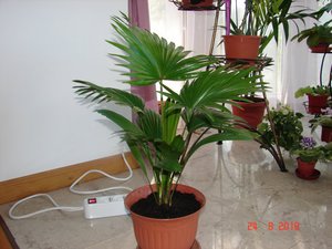 Odmiany palm wewnętrznych.