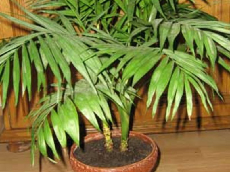 Growing indoor palms