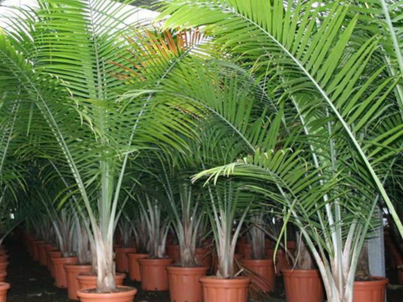 Dit is een soort kamerpalm