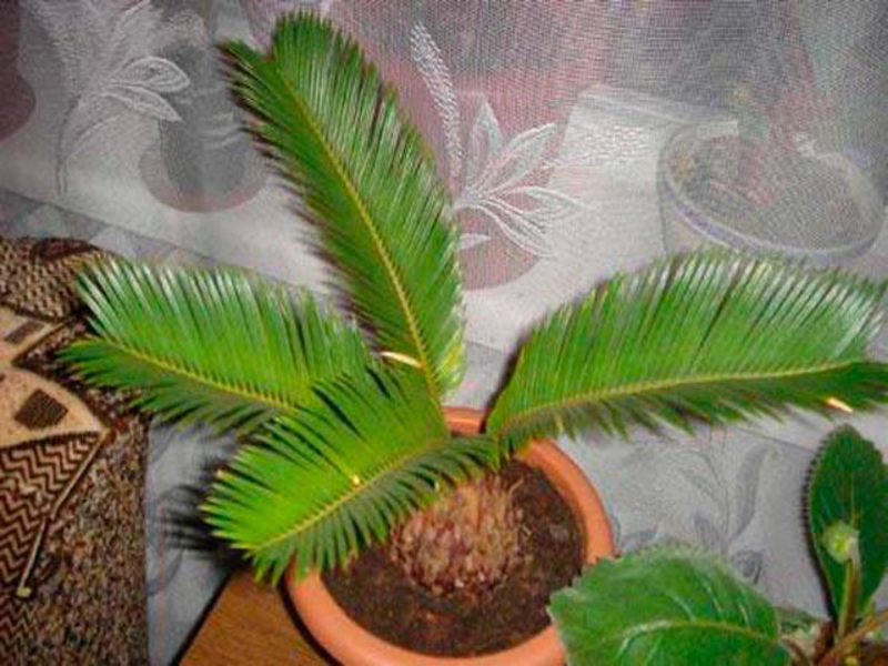 Home palm