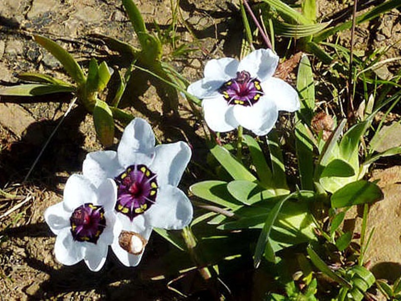 Hur länge blommar sparaxis