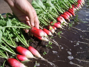 Plantregels voor radijs