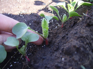 How to grow radishes