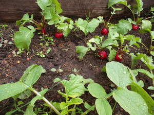 Planting and caring for radishes