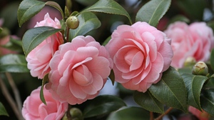 Come propagare la camelia