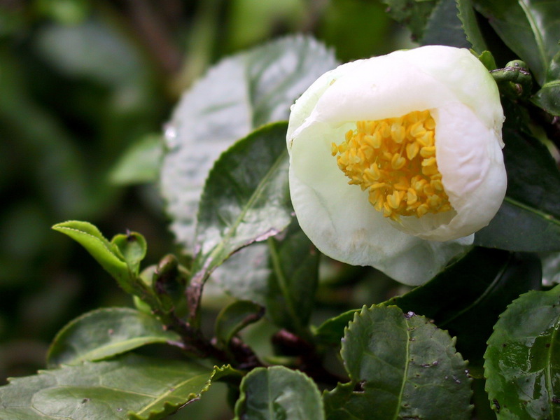 Camellia bilik