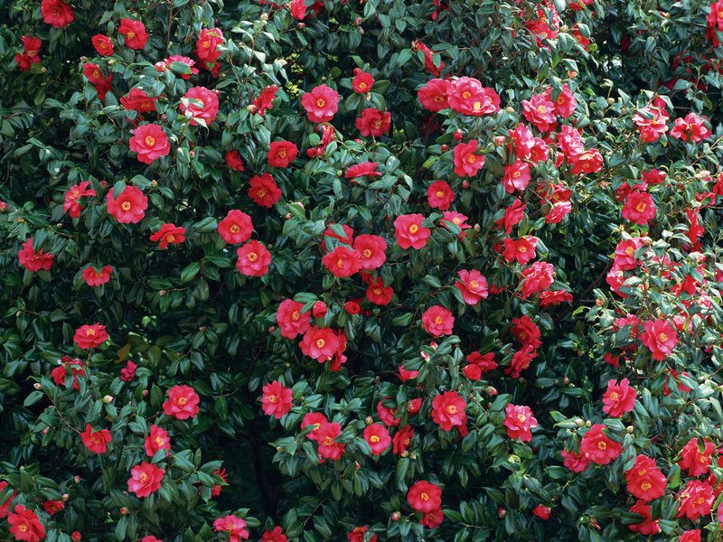 Piantare e prendersi cura della camelia