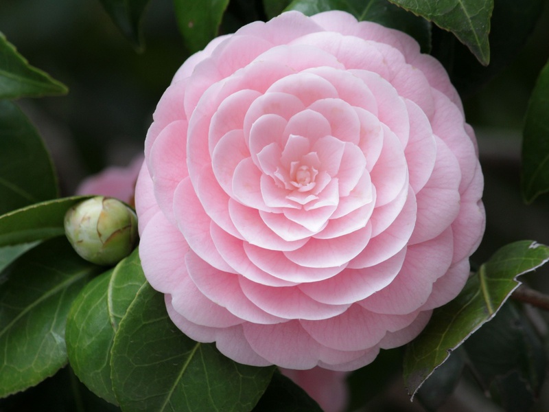 Flor delicada de camélia