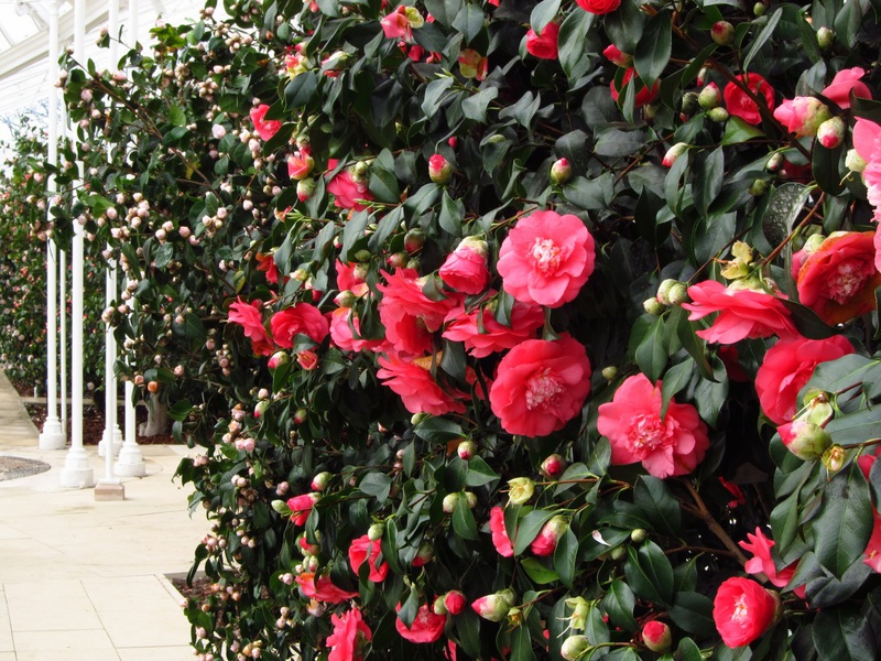 Cespuglio di camelia in fiore