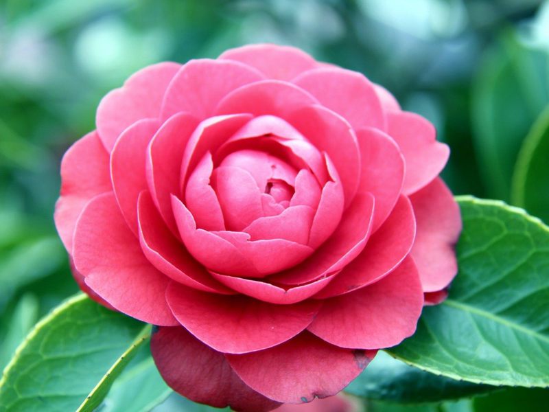 Camellia kronblad