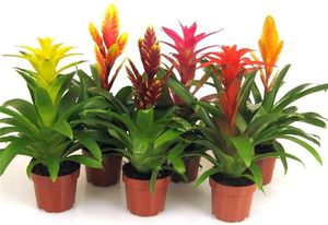 Bromeliad luftfuktighet