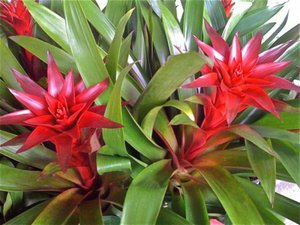 Pemindahan bromeliad