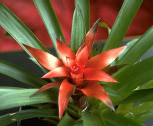 Hvordan få bromelia til å blomstre