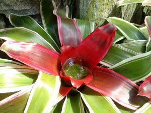 Bromeliad kaitēkļi