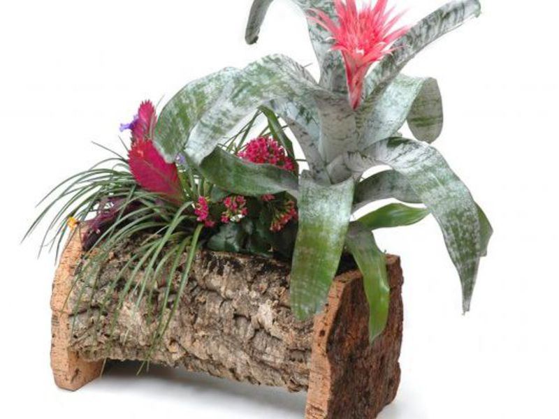 Χρήσεις του λουλουδιού bromeliad